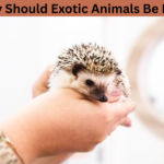 Why Should Exotic Animals Be Pets