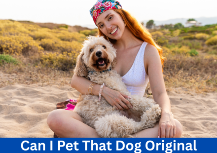 Can I Pet That Dog Original