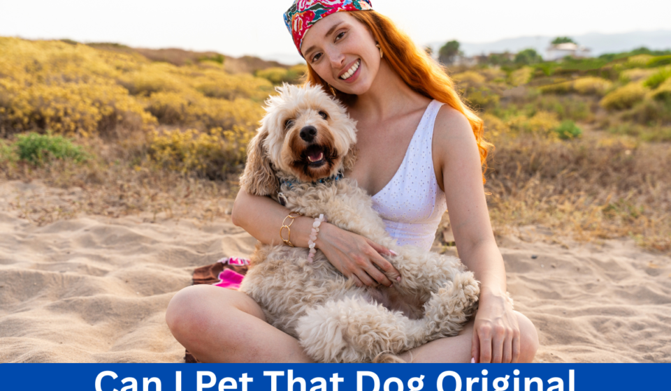 Can I Pet That Dog Original